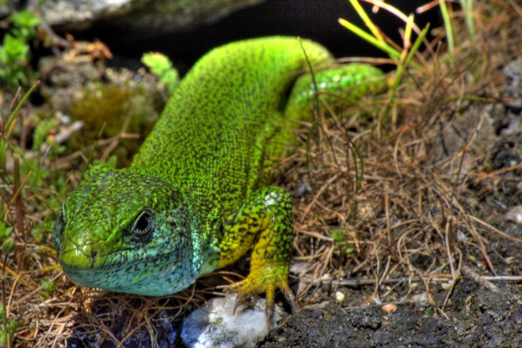 European Green Lizard by Sergey Vasilev PhotoCodex