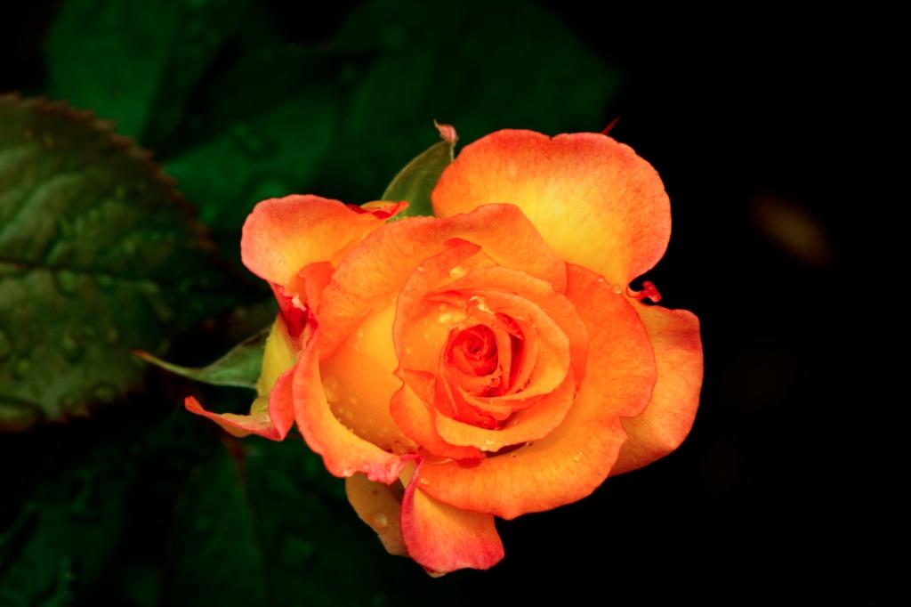 Uncategorized photograph Untouched rose. by Sergey Vasilev on PhotoCodex
