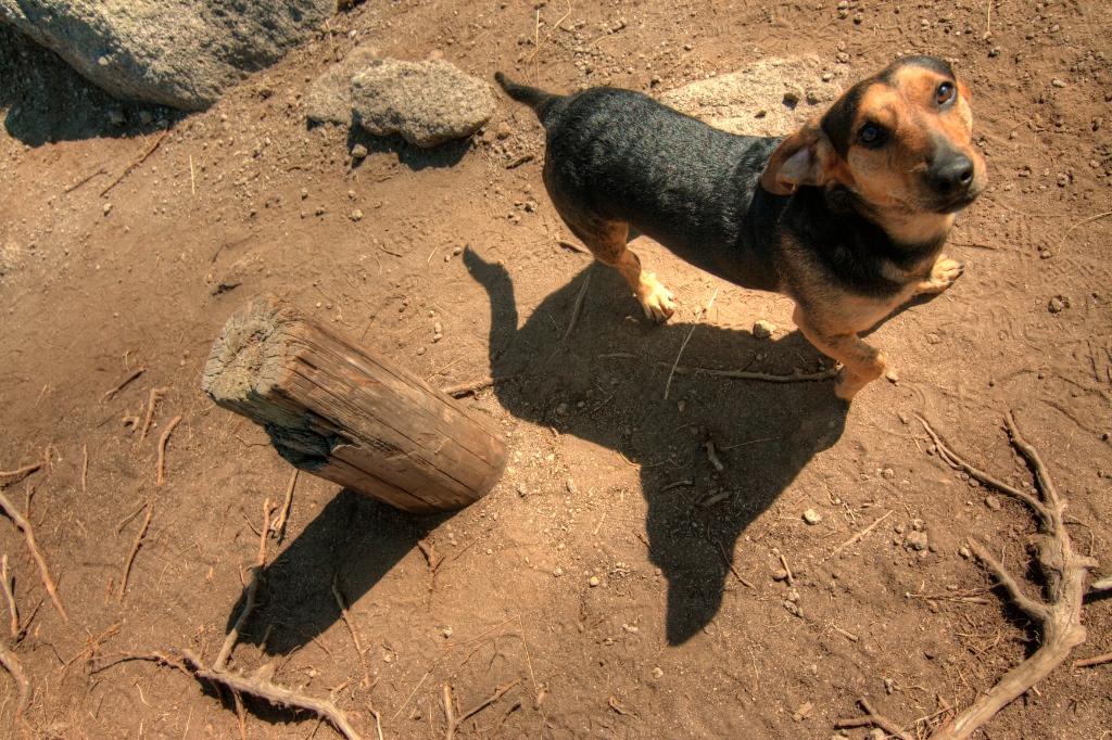 Animals photograph Dog and Stock. by Sergey Vasilev on PhotoCodex