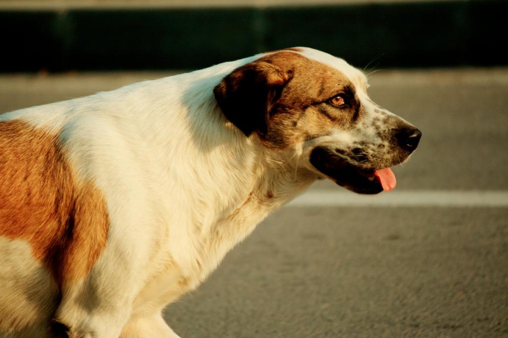 Animals photograph Street dog. by Sergey Vasilev on PhotoCodex