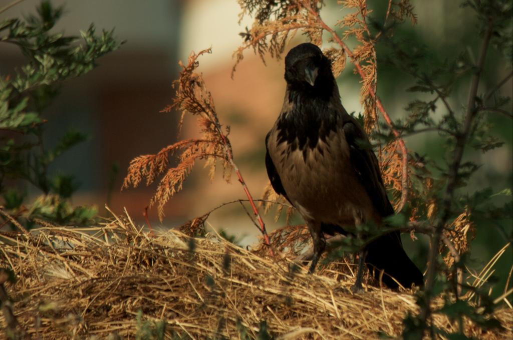 Animals photograph The jackdaw. by Sergey Vasilev on PhotoCodex